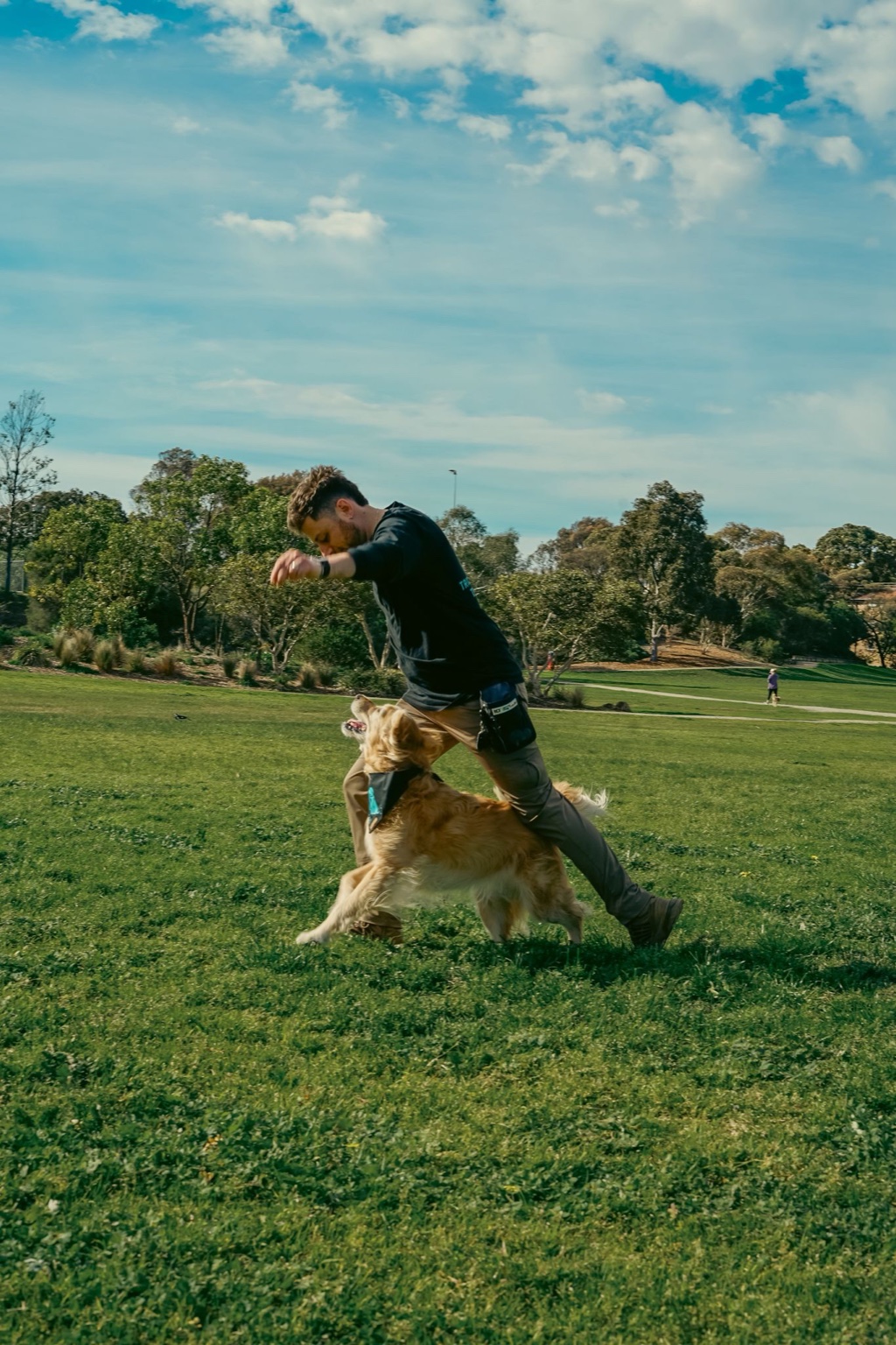 Running and playing with a Golden Retriever during recall training